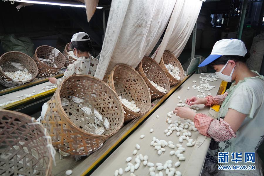 （走向我們的小康生活&middot;圖文互動(dòng)）（1）綠了青山，紅了日子&mdash;&mdash;秦巴山區(qū)群眾繪出小康&ldquo;調(diào)色板&rdquo;