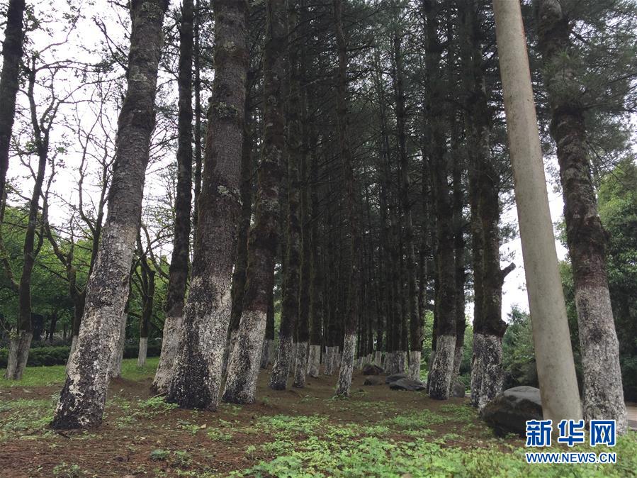 （熱點鮮報·圖文互動）（4）善洲精神永相傳：留下一片綠洲 造福家鄉(xiāng)百姓