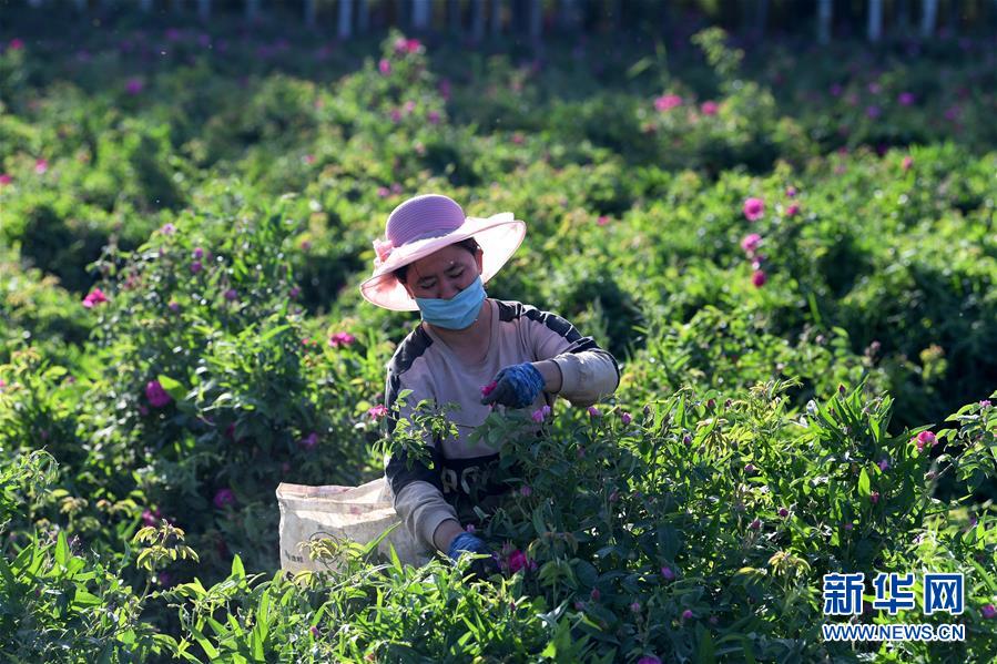 （新華全媒頭條·圖文互動）（11）新天地 新兒女 新奇跡——脫貧攻堅繪就新疆新圖景