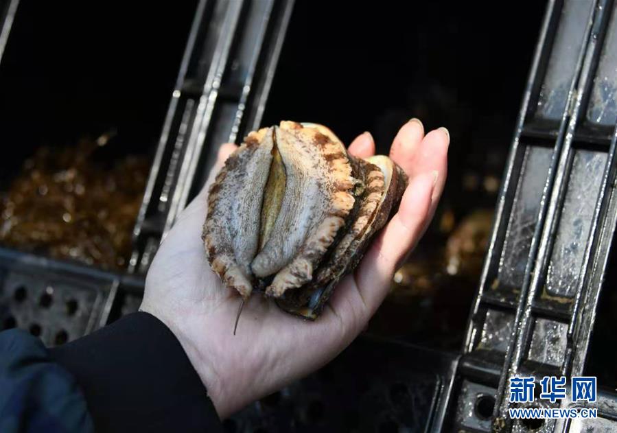 （新華全媒頭條&middot;圖文互動(dòng)）（3）&ldquo;拔&rdquo;海起牧場 &ldquo;耕&rdquo;海新牧歌