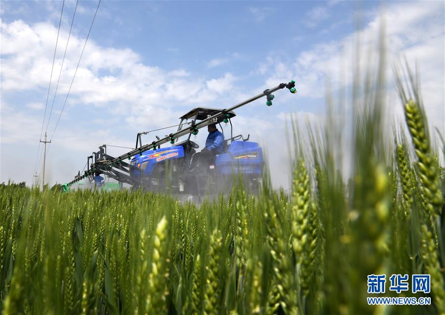 （在習近平新時代中國特色社會主義思想指引下&mdash;&mdash;新時代新作為新篇章&middot;習近平總書記關切事&middot;圖文互動）（7）新農事、新希望&mdash;&mdash;夏收前田間新動態(tài)掃描