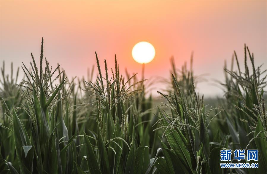 （在習(xí)近平新時(shí)代中國(guó)特色社會(huì)主義思想指引下&mdash;&mdash;新時(shí)代新作為新篇章&middot;習(xí)近平總書記關(guān)切事&middot;圖文互動(dòng)）（7）讓百姓吃得飽還要吃得好&mdash;&mdash;夯實(shí)糧食安全基礎(chǔ)端牢中國(guó)飯碗