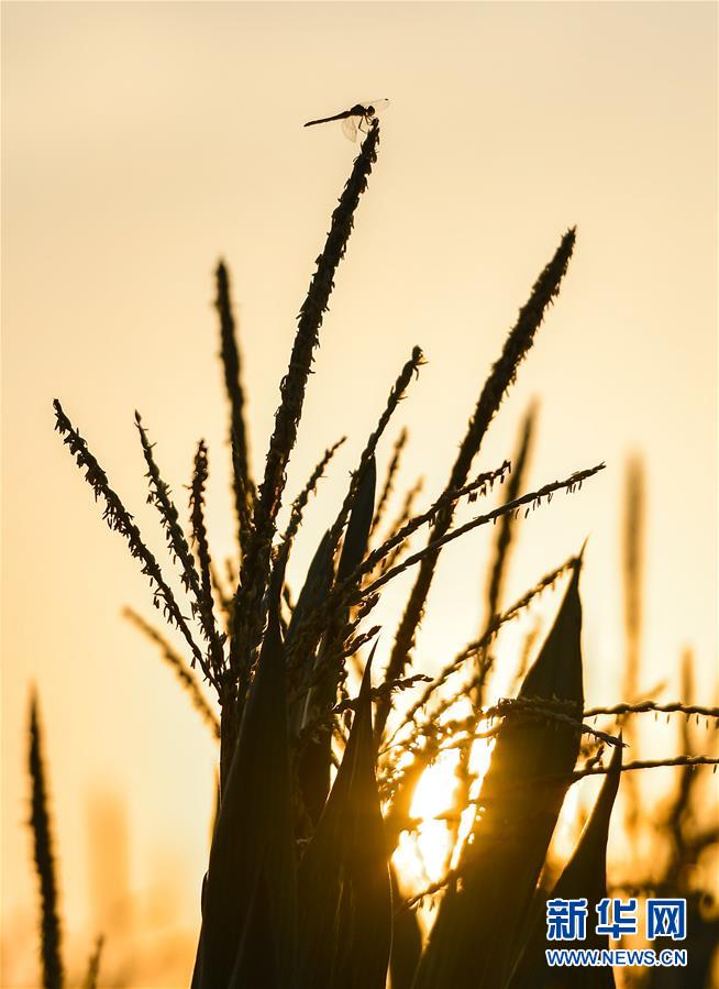 （在習(xí)近平新時(shí)代中國(guó)特色社會(huì)主義思想指引下&mdash;&mdash;新時(shí)代新作為新篇章&middot;習(xí)近平總書記關(guān)切事&middot;圖文互動(dòng)）（9）讓百姓吃得飽還要吃得好&mdash;&mdash;夯實(shí)糧食安全基礎(chǔ)端牢中國(guó)飯碗