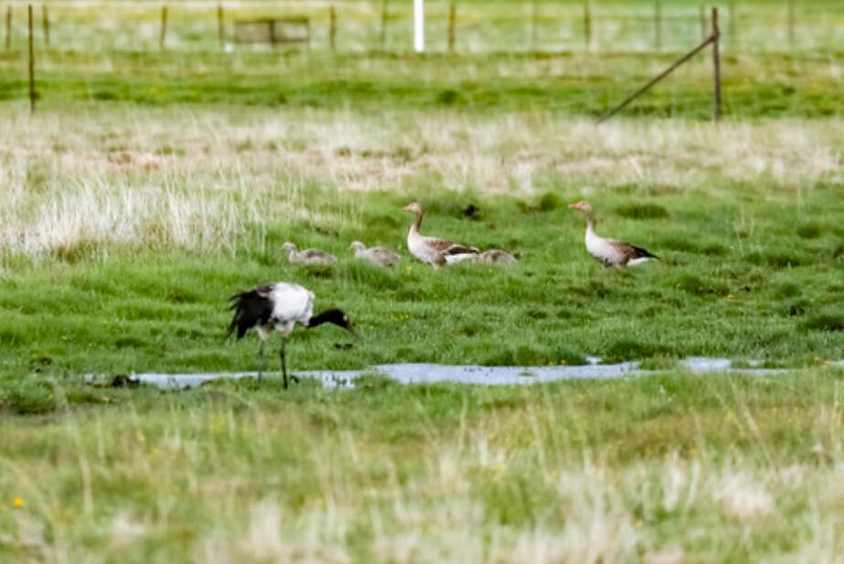 雪山草地展新貌&mdash;&mdash;四川阿壩州脫貧奔小康紀(jì)實(shí)
