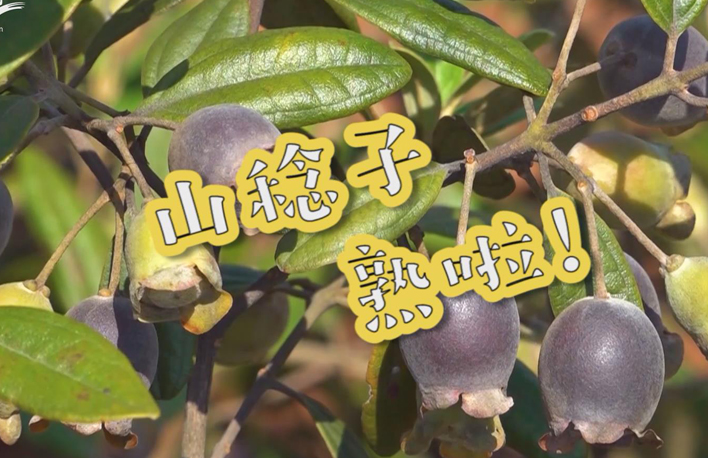 走向我們的小康生活丨山稔子熟啦！