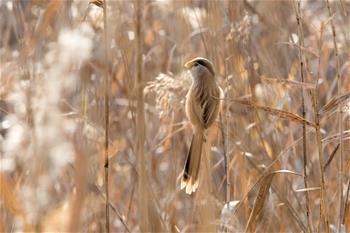 山東高青：“鳥中熊貓”濕地過冬