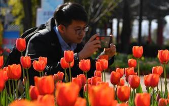 &ldquo;春城&rdquo;昆明郁金香盛開(kāi)
