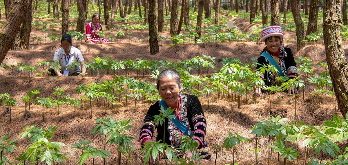 華能瀾滄江與中科院跨界合作幫扶冬季馬鈴薯及林下三七種植產(chǎn)業(yè)