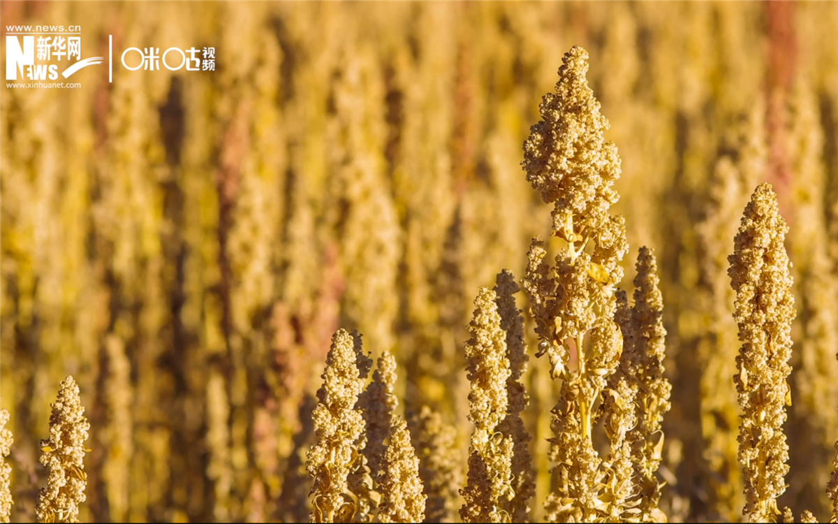 藜麥有極強(qiáng)的環(huán)境適應(yīng)能力和低成本、高回報的種植模式