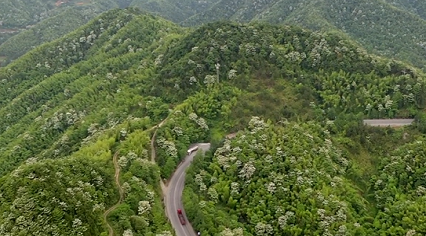 江西萍鄉(xiāng)：萬(wàn)畝桐花競(jìng)相開 邂逅一場(chǎng)“五月雪”