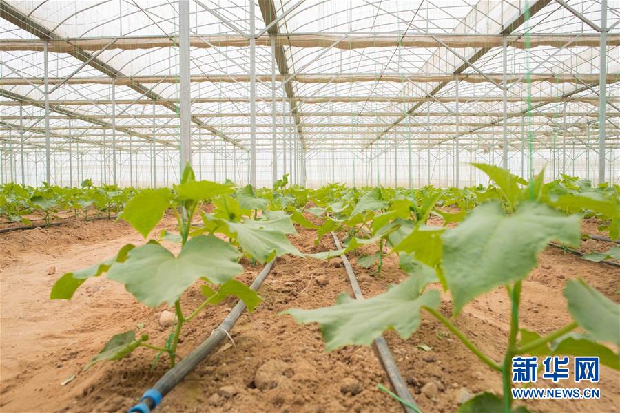 （國際&middot;&ldquo;一帶一路&rdquo;高峰論壇&middot;圖文互動）（6）荒漠正在成為瓜果飄香的綠洲&mdash;&mdash;記中國國機重工埃及現(xiàn)代農(nóng)業(yè)溫室項目