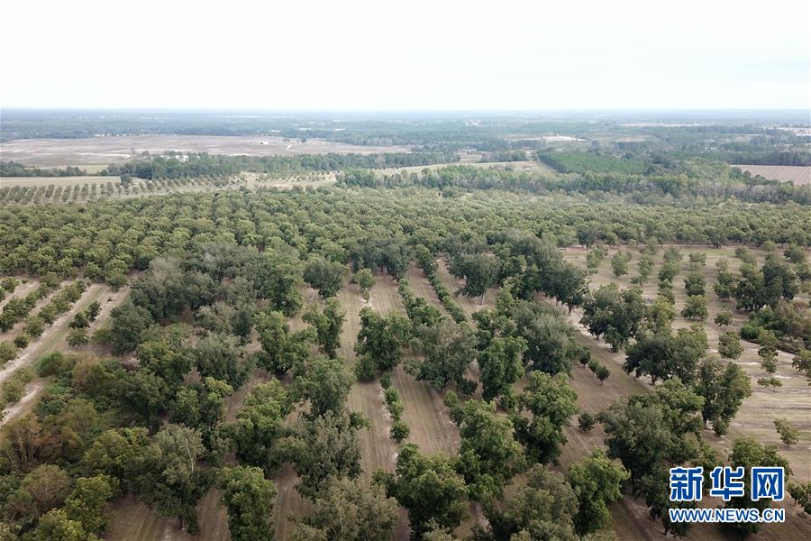 （國際&middot;圖文互動(dòng)）（6）通訊：期待美中盡早達(dá)成貿(mào)易協(xié)議&mdash;&mdash;颶風(fēng)和關(guān)稅夾擊下的美國山核桃種植戶盼重回中國市場