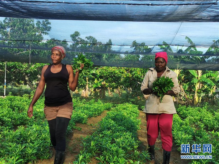 （國際&middot;圖文互動(dòng)）（1）通訊：&ldquo;有機(jī)&rdquo;已成古巴農(nóng)民生活方式