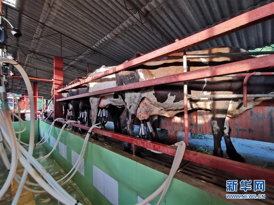 （國際&middot;圖文互動(dòng)）（3）通訊：&ldquo;有機(jī)&rdquo;已成古巴農(nóng)民生活方式