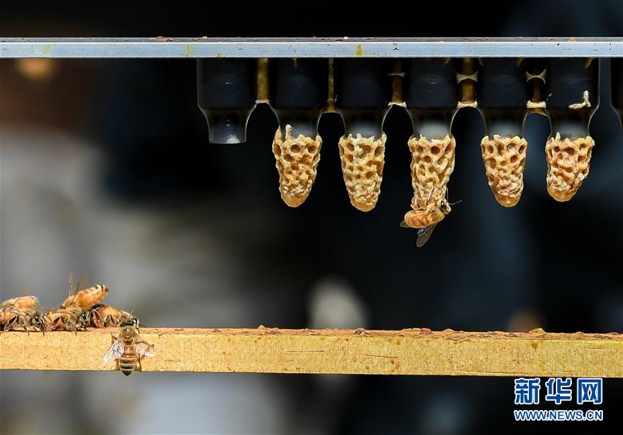 （第三屆進博會&middot;圖文互動）（9）通訊：新西蘭的進博會味道，甜