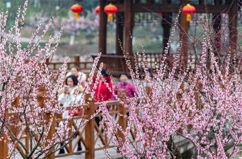 賞花過大年