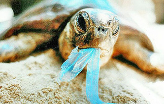 你隨手一扔，也許就毀掉它們的一生！